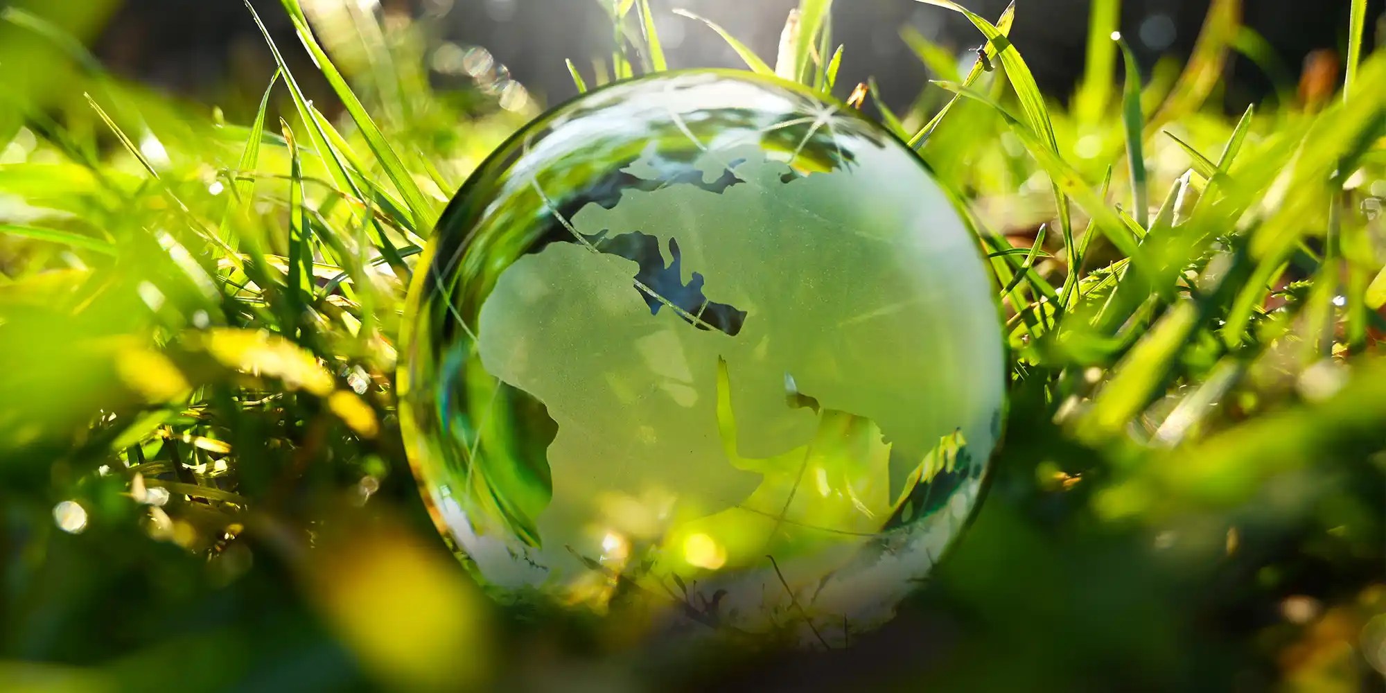 A glass globe with continents is nestled among green grass and sunlight