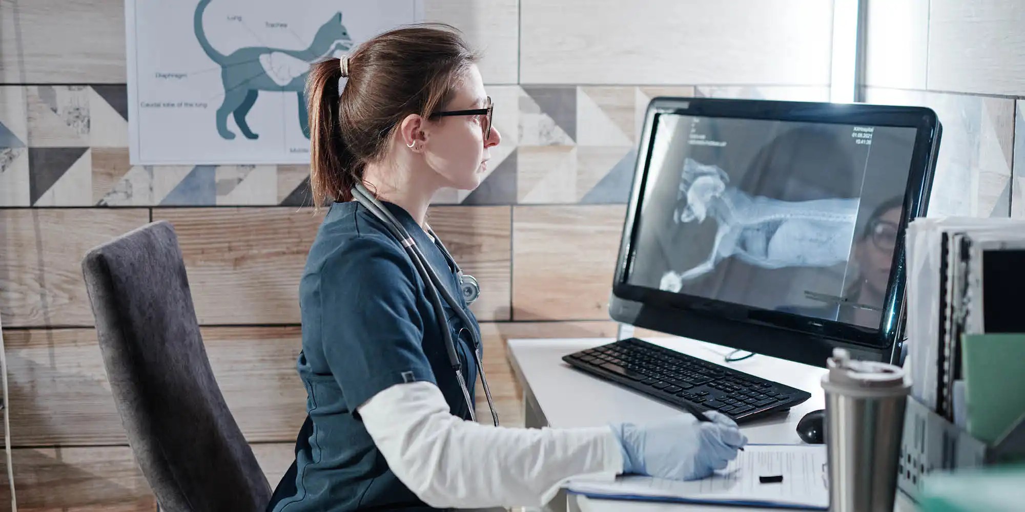 Veterinarian specialist looking at a xtray scan on a screen